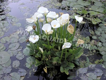 Calla palustre per laghetti da giardini