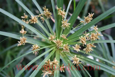 Cyperus alternifolius per laghetti da giardini