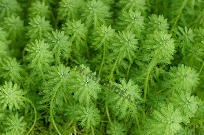 Myriophyllum aquaticum pianta palustre per laghetti