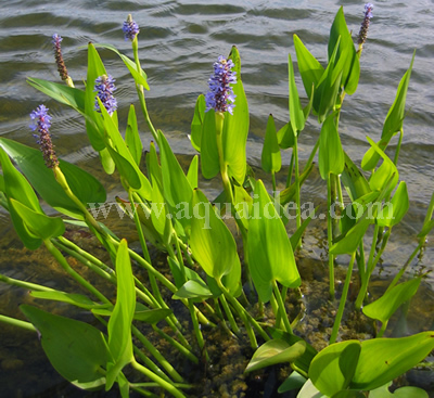 Pontederia Cordata piante acquatiche