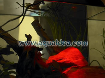 illuminazione acquario a led rosso