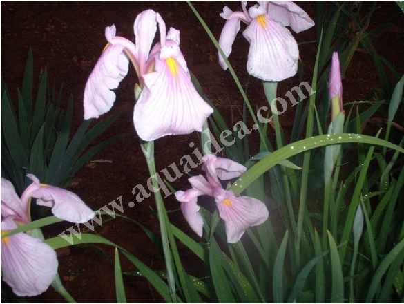 Iris darling per laghetti e giardini