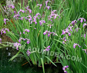 Iris Versicolor per laghetti e giardini