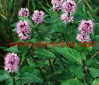 Piante aromatica profumat per laghetti da giardino menta aquatica laghetti