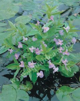 mimulus ringens per laghetti e giardini