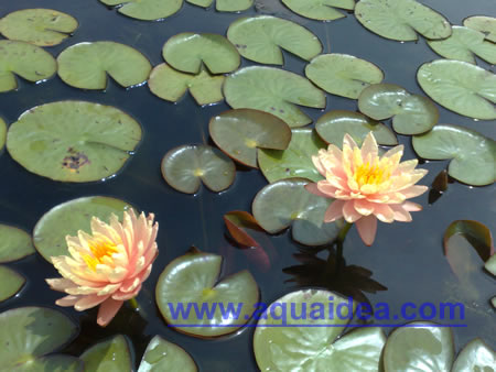 Bellissima ninfea con sfumatore di colore pesca profumatissima Ninfee color pesca