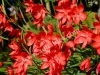 SCHIZOSTYLIS COCCINEA pianta con fioritura tardiva