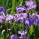 IRIS SETOSA bordo laghetto