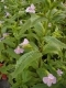 MIMULUS RINGENS pianta da fiore per bordure