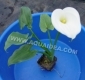 CALLA (ZANTEDESCHIA AETHIOPICA) pianta da bordura per laghetto con bellissimi fiori