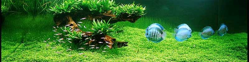 Materiale filtrante carbone attivo 2 kg per acquario e laghetto